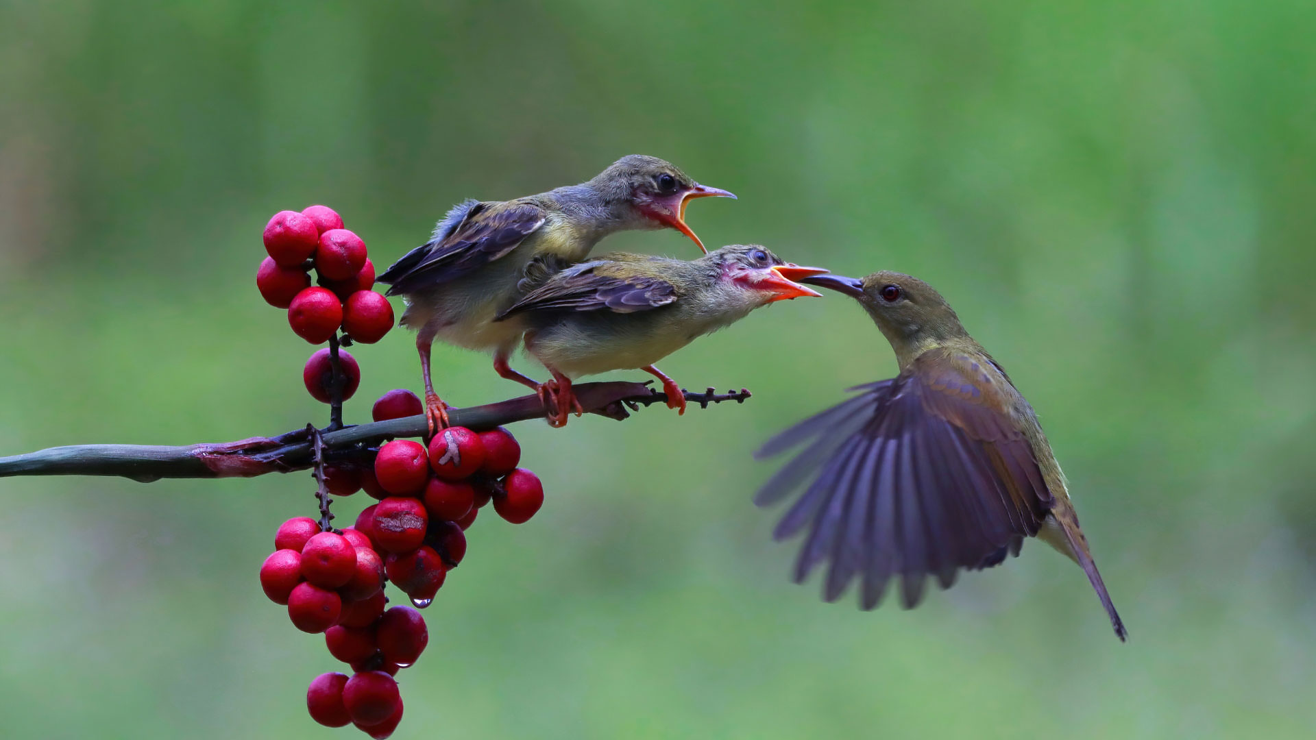 Wildlife <br/>& Nature